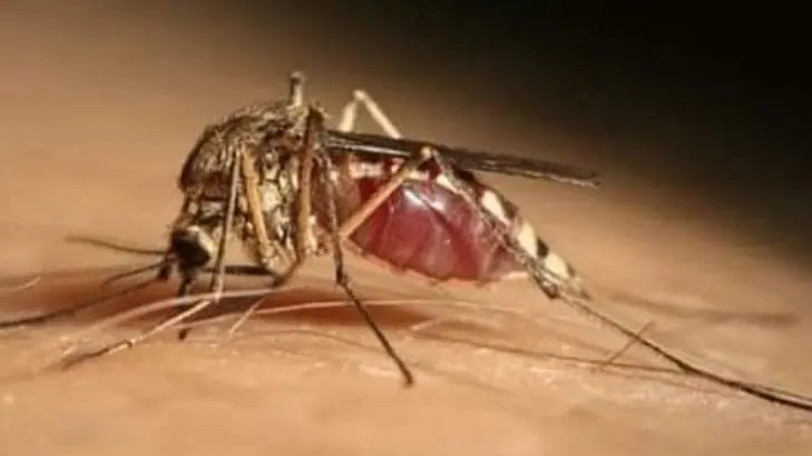 Anziana di 84 anni muore di West Nile