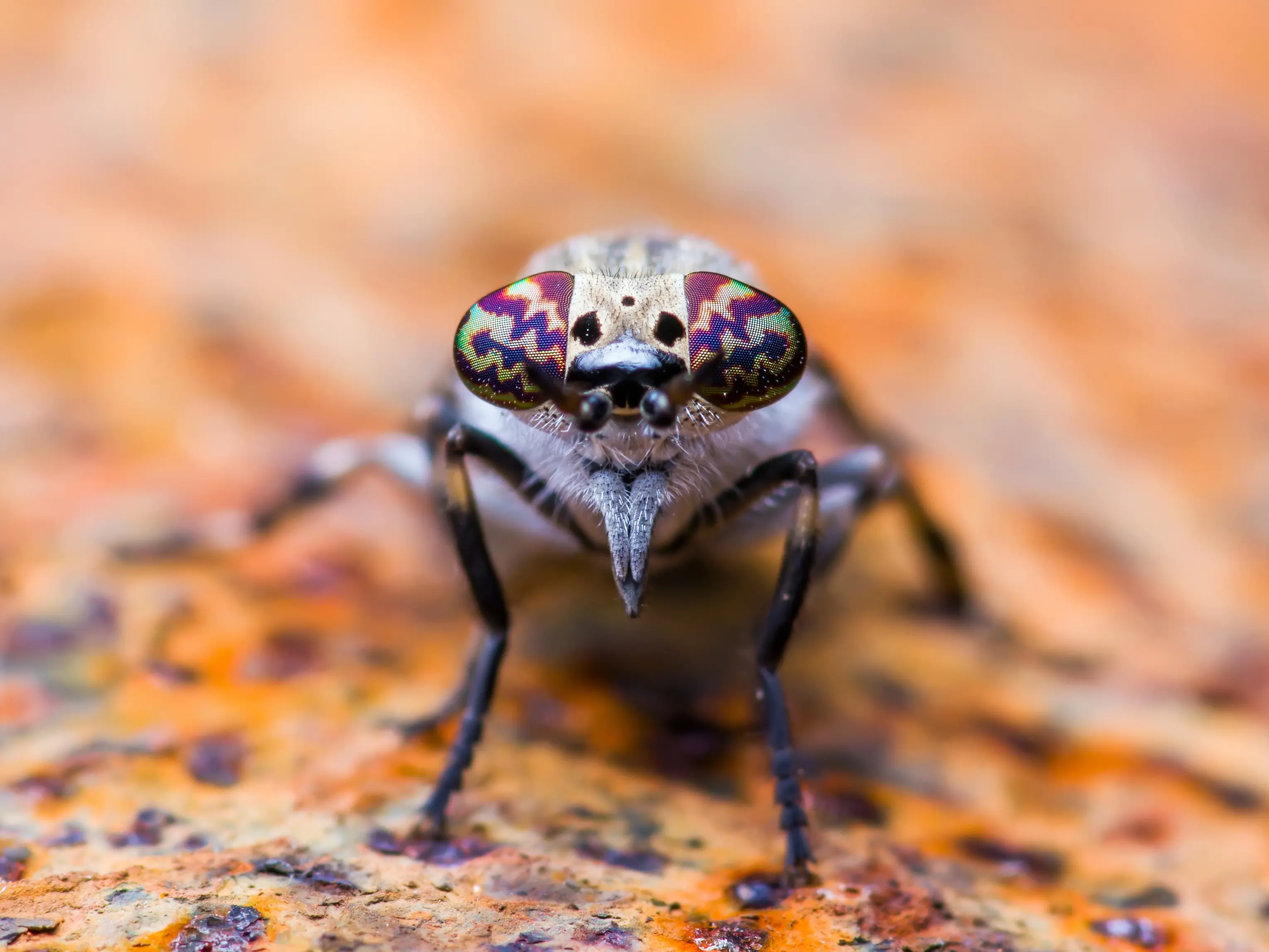 Horsefly Diptera Insect Macro Close-up