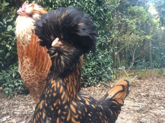 La gallina Virginia