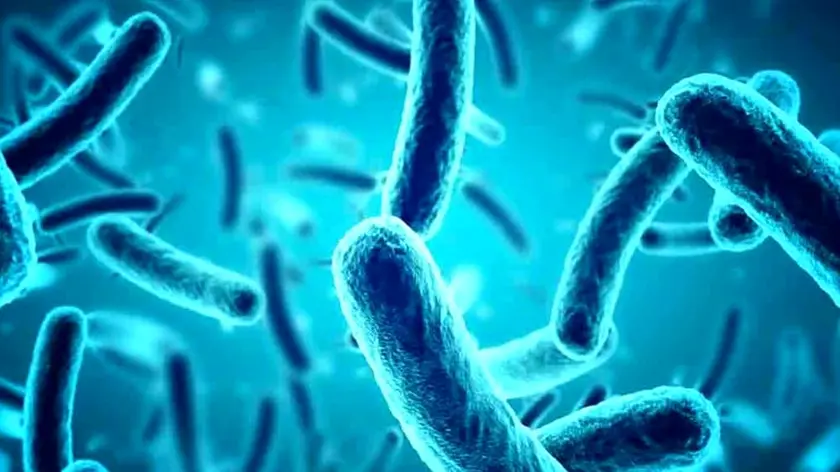 Mycobacterium Chimaera, batterio killer, al microscopio