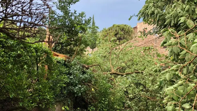 I danni causati dal maltempo ad Arquà Petrarca (fonte pagina Fb del sindaco Luca Callegaro)