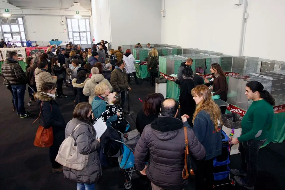 MARIAN - AGENZIA BIANCHI - PADOVA - FIERA DEI GATTI