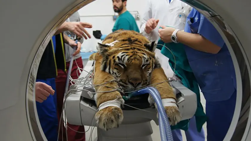 MARIAN - FOTO PIRAN - LEGNARO - ESAMI CLINICI TIGRE NUNA CLINICA VETERINARIA AGRIPOLIS