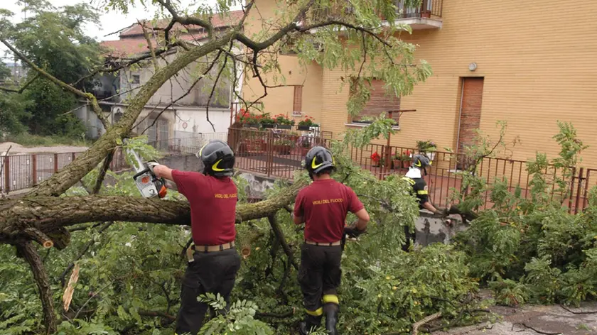 Bumbaca Gorizia Albero caduto via del Carso