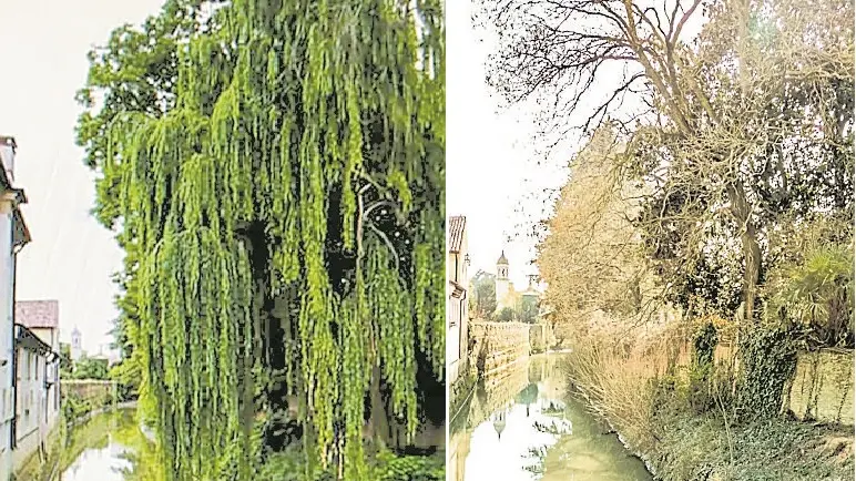 Ponte delle Grazie, il salice piangente sul Bisatto è sparito