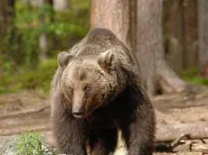 Nel ristorante cinese si mangiano zampe d'orso