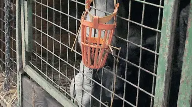 SEGNALAZIONE DELL’ENPA. Due pecore e un cane da pastore ingabbiati dentro il furgone