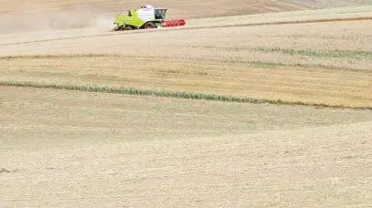 Mietitrebbia al lavoro in un campo di grano: in Veneto superficie agricola agli sgoccioli
