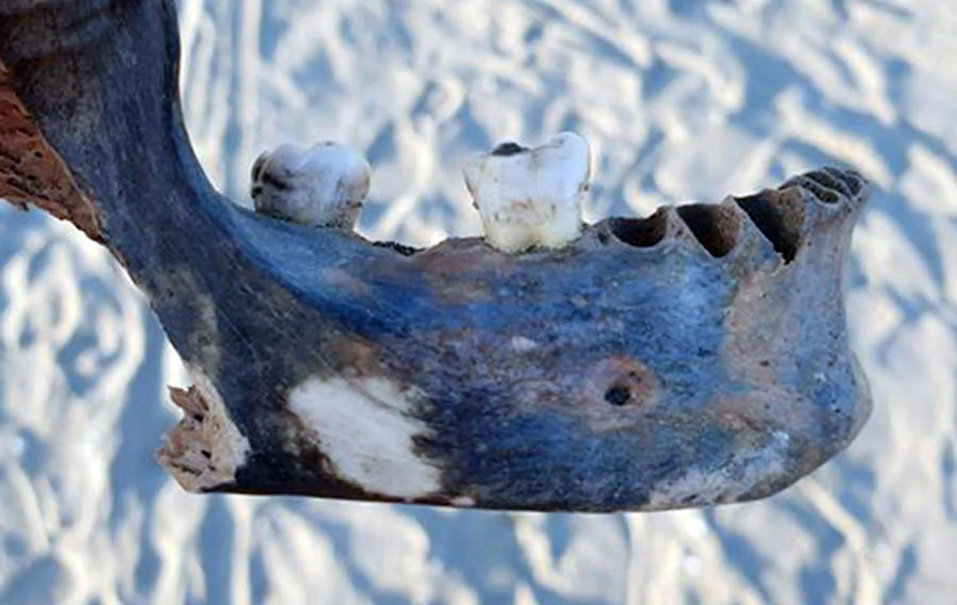 Osso trovato sulla spiaggia di Albarella che potrebbe appartenere al cadavere di Isabella Noventa, la segretaria di Albignasego della cui scomparsa sono sospettati i fratelli Freddy e Debora Sorgato e la ex tabaccaia Manuela Cacco, 28 agosto 2019. Noventa scomparve a 55 anni la notte tra il 15 ed il 16 gennaio 2016. Il 9 ottobre 2018 la Corte d'Assiste d'Appello ha confermato la condanna di primo grado per omicidio: 30 anni a Freddy e Debora Sorgato, 16 anni e 10 mesi a Manuela Cacco. Tutti e tre sono in carcere. ANSA/TOMMASO MORETTO