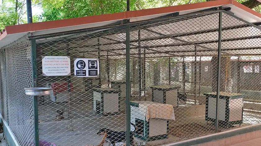 Il canile di Rubano ospita molti animali e riceve parecchie donazioni