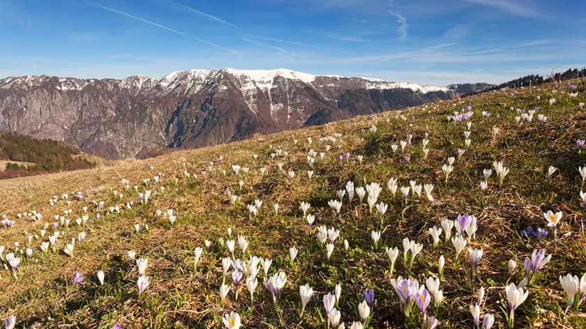Spring blooms of crocuses on Cima Val Tosella, Monte Grappa, Prealps of Belluno, Seren del Grappa, Belluno province, Veneto, Italy.