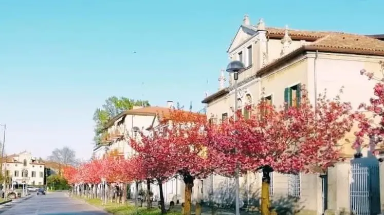 Il viale fiorito dei ciliegi di via Roma