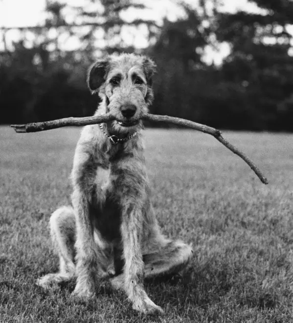 © Eliott Erwitt / Magnum Photos
