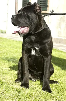 Un cane di razza molosso (foto simbolo)
