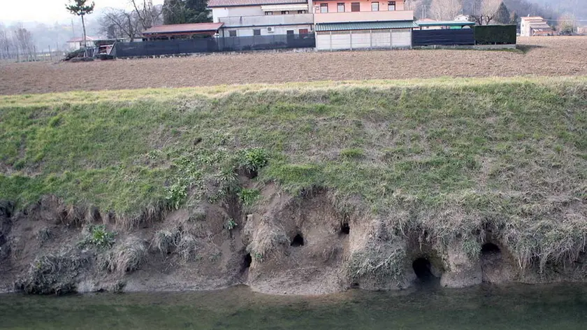 MALAGOLI DANNI NUTRIE SCOLO RIALTO TEOLO MALAGOLI DANNI NUTRIE SCOLO RIALTO TEOLO
