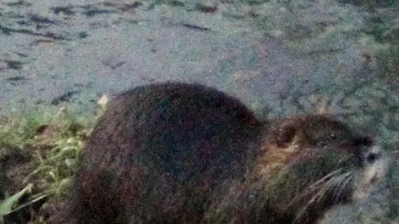AGOSTINI TREVISO NUTRIA E TOPI SUI BASTIONI ESTERNI DI PORTA SAN TOMMASO