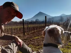 Enrico Selmin e i grappoli divorati dai cinghiali nelle vigne di ValleBio