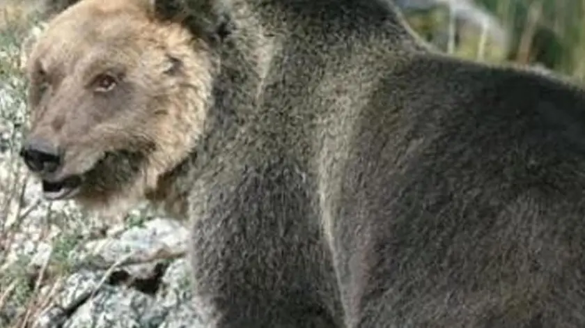 "Il presidente della provincia di Trento" Maurizio Fugatti, ha dato ordine di catturare l'orso M49 ma non può farlo". Lo afferma il ministro dell'Ambiente, Sergio Costa, in un post su Facebook, spiegando che "catturare l'orso M49 senza una deliberazione ufficiale da parte dei tecnici della conferma della sua pericolosità è solo un'inutile forzatura". FACEBOOK SERGIO COSTA +++ATTENZIONE LA FOTO NON PUO' ESSERE PUBBLICATA O RIPRODOTTA SENZA L'AUTORIZZAZIONE DELLA FONTE DI ORIGINE CUI SI RINVIA+++