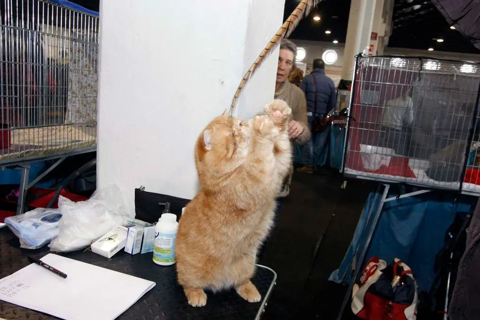 MARIAN - AGENZIA BIANCHI - PADOVA - FIERA DEI GATTI. ROBERTO VECCHIONI