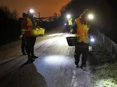 I volontari di Sos Anfibi durante l’opera di salvataggio dei rospi