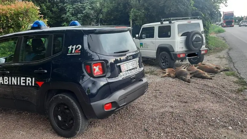 Le carcasse dei cinghiali travolti a Rovolon