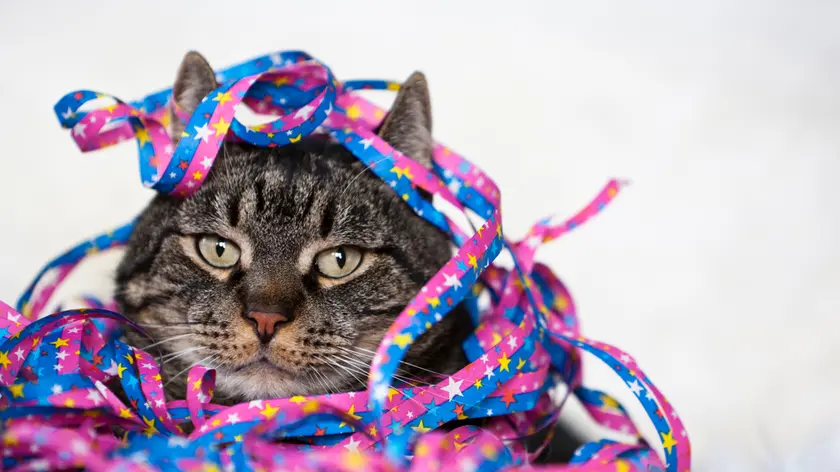 Male cat covered with streamers, close-up