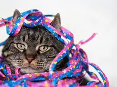 Male cat covered with streamers, close-up