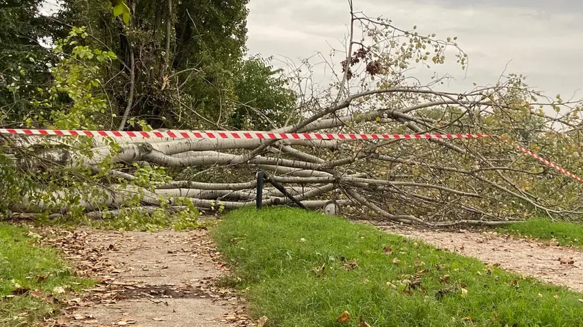 L'albero crollato