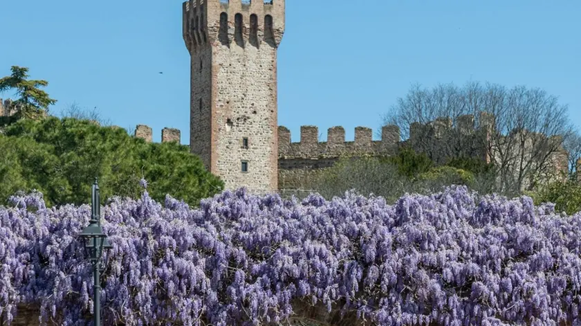 Este (PD), 08 aprile 2021. Concorso indetto dal comune di Este sul glicine più bello. Nella Foto: i glicini vicino al museo atestino