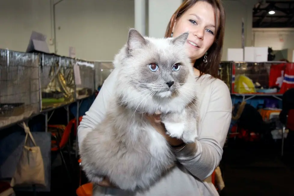 MARIAN - AGENZIA BIANCHI - PADOVA - FIERA DEI GATTI. CREME BRULLEE E LAURA TURRIN. RAGDOLL
