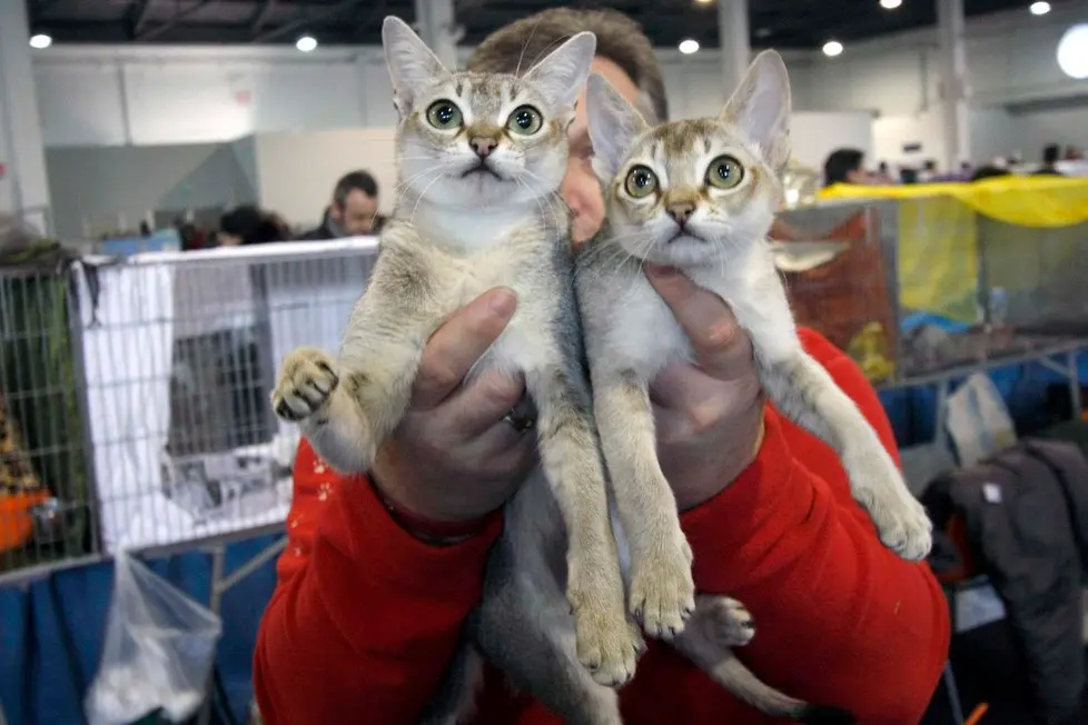 MARIAN - AGENZIA BIANCHI - PADOVA - FIERA DEI GATTI. SINGAPURA