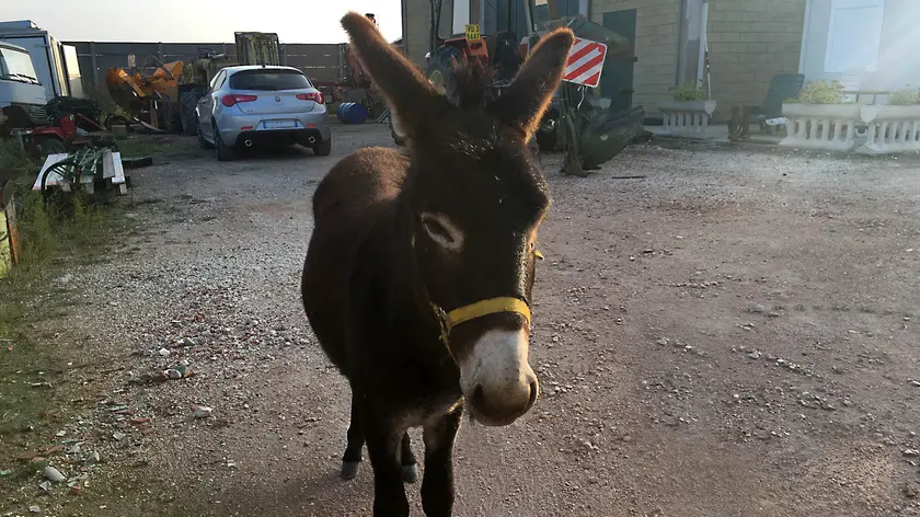 L'asino fuggito (foto Zangirolami)