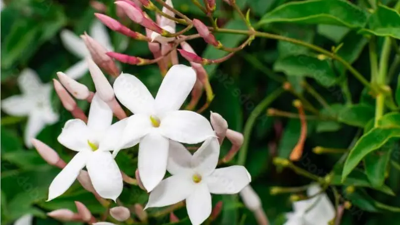 Piante e fiori profumati, a cura di Marco Alberti, in uscita sabato 2 marzo con il nostro quotidiano