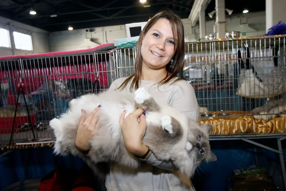 MARIAN - AGENZIA BIANCHI - PADOVA - FIERA DEI GATTI. CREME BRULLEE E LAURA TURRIN. RAGDOLL