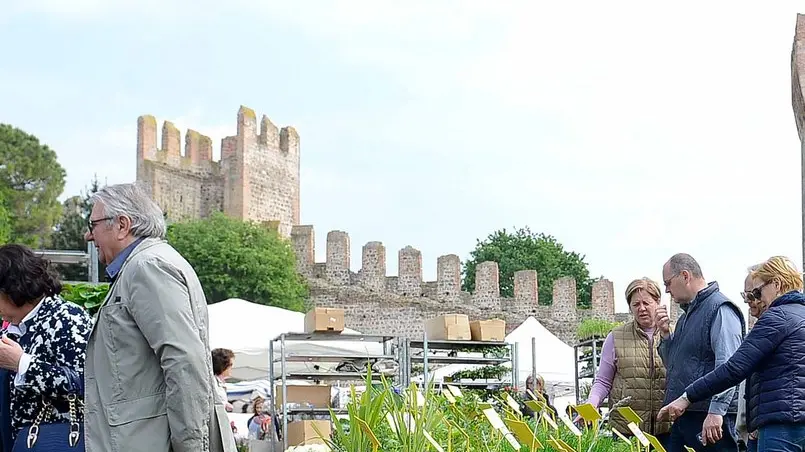 cesaro - este - 23/04/2017 - este in fiore 2017 - Nella foto: la gente, il cibo e i fiori; gli intrattenimenti come i balli, la musica e i cavalli per i bambini ph zangirolami