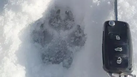 Una delle impronte dei lupi con la chiave aperta di un'auto come paragone