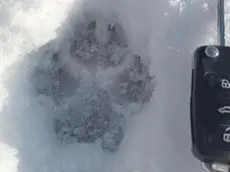 Una delle impronte dei lupi con la chiave aperta di un'auto come paragone