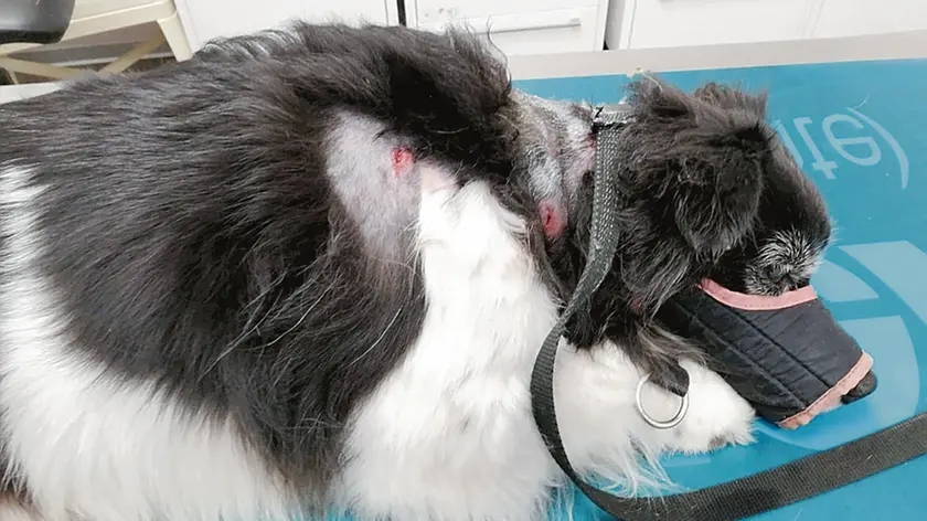 Il meticcio della coppia con le ferite causate dall’Amstaff