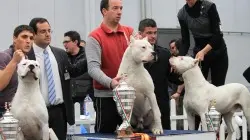 La premiazione del cane di Federico Bagnoli