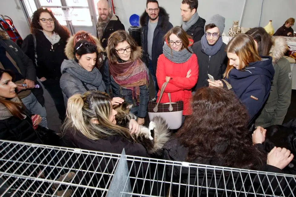 MARIAN - AGENZIA BIANCHI - PADOVA - FIERA DEI GATTI