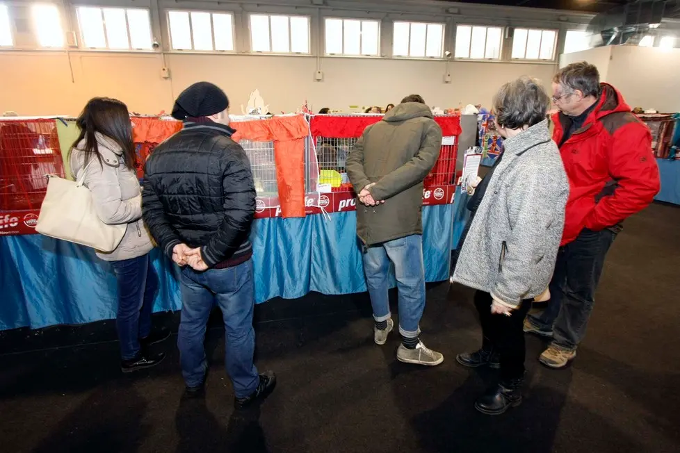 MARIAN - AGENZIA BIANCHI - PADOVA - FIERA DEI GATTI