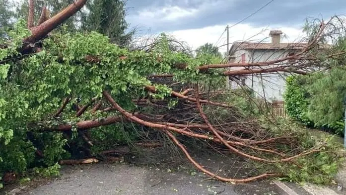 Un'immagine emblematica dei danni che può provocare un albero caduto in città. Qui siamo a Vigonza, in provincia di Padova