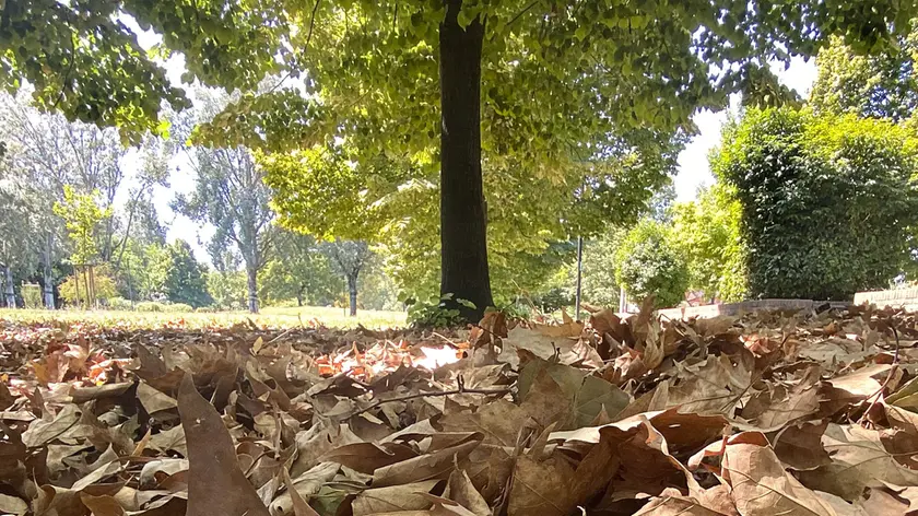 Un’immagine del Parco Iris a Padova con il prato coperto di foglie secche