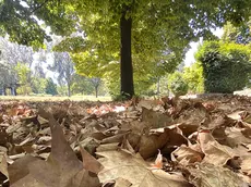 Un’immagine del Parco Iris a Padova con il prato coperto di foglie secche