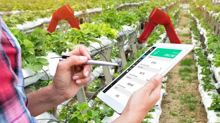 Smart agriculture, vertical farm , sensor technology concept. Farmer hand using tablet for monitoring temperature , humidity , pressure and light of soil in strawberry farm and control ai robot arm.