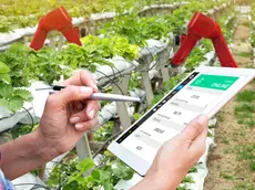 Smart agriculture, vertical farm , sensor technology concept. Farmer hand using tablet for monitoring temperature , humidity , pressure and light of soil in strawberry farm and control ai robot arm.