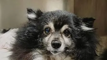 Birichina, volpino di 10 anni, è stata ferita dal rottweiler domenica
