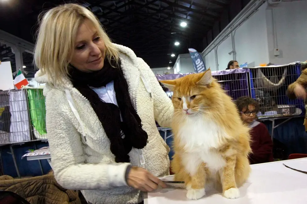 MARIAN - AGENZIA BIANCHI - PADOVA - FIERA DEI GATTI