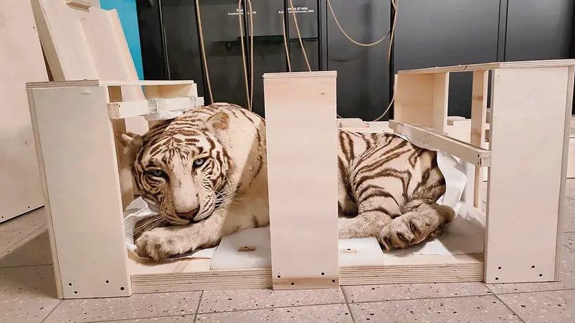 Un reperto già esposto al Museo della Natura e dell’Uomo a Padova