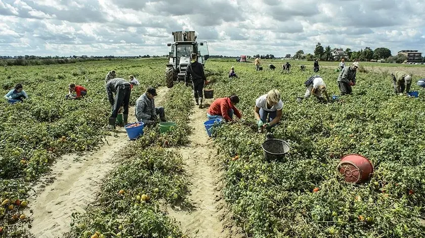 Il lavoro in campagna: in provincia di Padova diminuiscono le aziende agricole